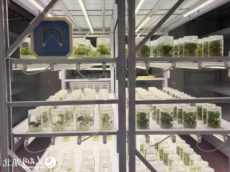 十大正规的赌网官网